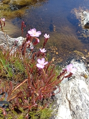 Drosera capensis