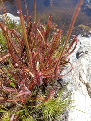 Drosera capensis