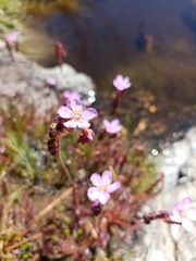 Drosera capensis