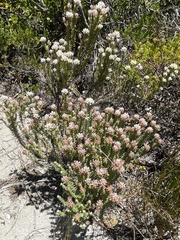 Helichrysum niveum