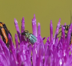 Diabrotica longicornis