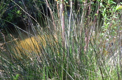 Schoenus nigricans