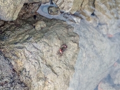 Pachygrapsus marmoratus