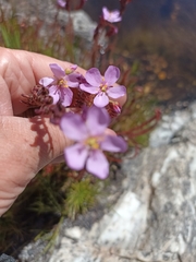 Drosera capensis
