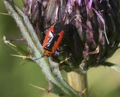 Neocapsus