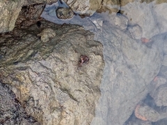 Pachygrapsus marmoratus