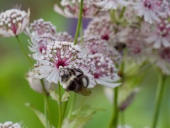 Bombus lucorum
