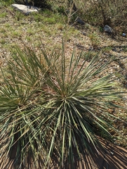Yucca campestris