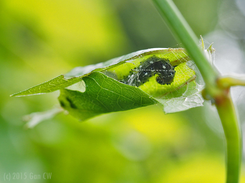 Filidos Insects Filodes fulvidorsalis (Moths of Singapore) · iNaturalist
