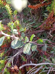 Salix repens