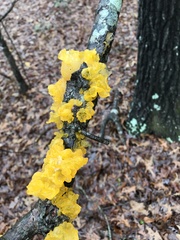 Tremella