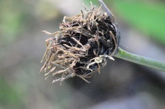 Schoenus nigricans