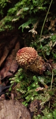 Calostoma lutescens
