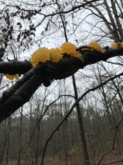 Tremella