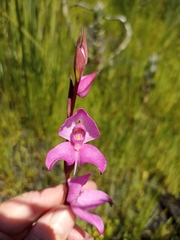 Disa racemosa