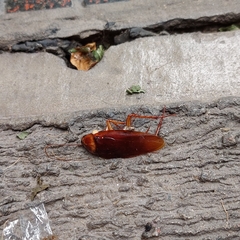 Periplaneta americana