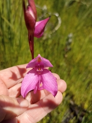 Disa racemosa
