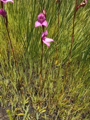 Disa racemosa