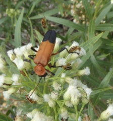 Chauliognathus profundus