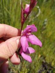 Disa racemosa