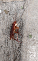 Periplaneta americana