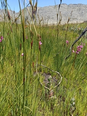 Disa racemosa