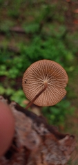 Marasmius cladophyllus