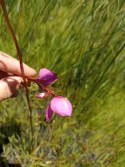 Disa racemosa