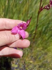 Disa racemosa