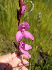 Disa racemosa