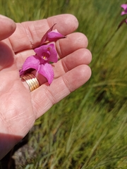 Disa racemosa