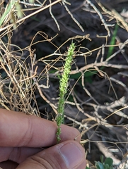 Setaria macrostachya