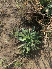 Camissoniopsis micrantha