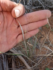Elymus elymoides