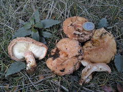 Lactarius tesquorum