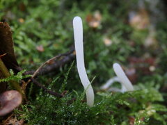 Clavaria acuta