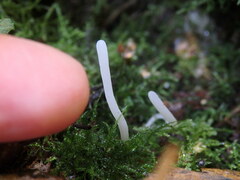 Clavaria acuta
