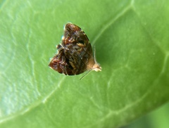 Choreutis emplecta