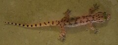Hemidactylus robustus
