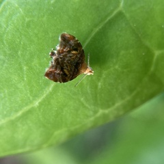 Choreutis emplecta