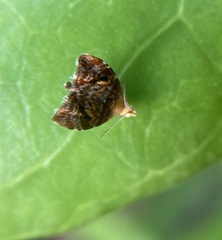Choreutis emplecta
