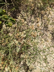Parthenium confertum