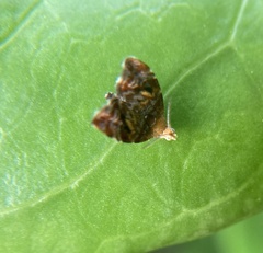 Choreutis emplecta