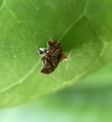 Choreutis emplecta