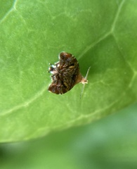 Choreutis emplecta