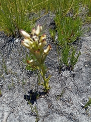Disa bivalvata