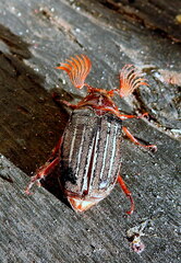 Polyphylla crinita