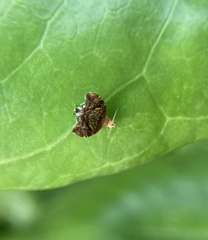 Choreutis emplecta