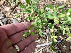 Eriogonum wootonii
