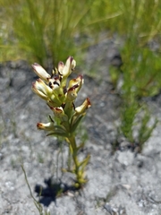 Disa bivalvata